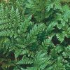 Polystichum tsus-simense - Image 3