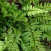 Polystichum tsus-simense