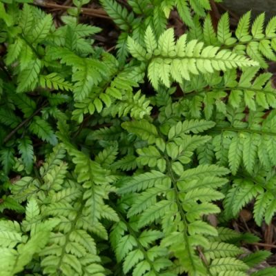 Polystichum tsus-simense