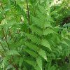 Athyrium felix-femina