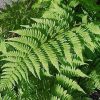 Athyrium felix-femina - Image 2