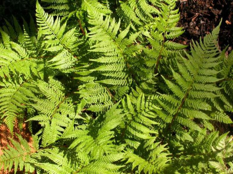 Athyrium filix-femina var. angustum ‘Lady In Red’ | Kiefer Nursery ...