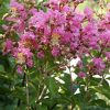 Lagerstroemia x  'Miami'