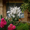 Lagerstroemia Enduring Summer™ White - Image 3