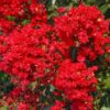 Lagerstroemia 'Red Rooster'