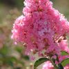 Lagerstroemia indica 'Sioux' - Image 3