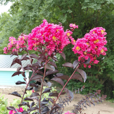 Lagerstroemia 'PILAG-V' (Midnight Magic™)