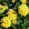 Lantana camara 'Chapel Hill Yellow' - Image 2