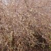 Lonicera fragrantissima - Image 3