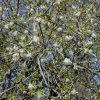 Lonicera fragrantissima