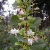 Lonicera fragrantissima - Image 2