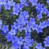 Lithodora diffusa 'Grace Ward' - Image 2