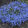 Lithodora diffusa 'Grace Ward'