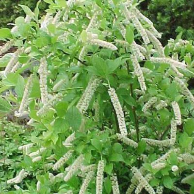 Itea virginica 'Sprich'  Little Henry