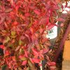 Itea virginica 'Sprich'  Little Henry - Image 3