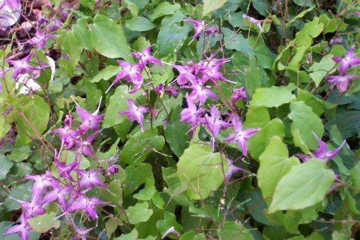 Epimedium grandiflorum 'Lilafee'. - Image 2