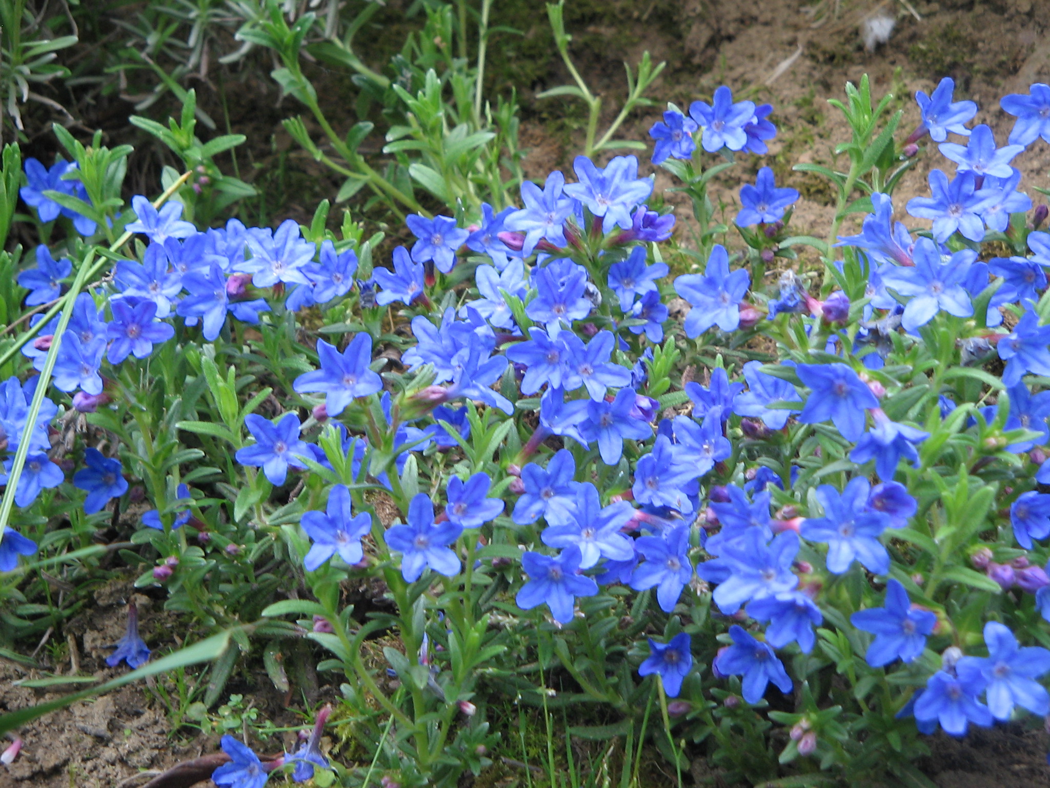 lithodora diffusa vivaces perennial azules plantes carrasquilla perennials fleurs jardins plantbezorgd visiter alchetron lit kiefernursery perenne accueil