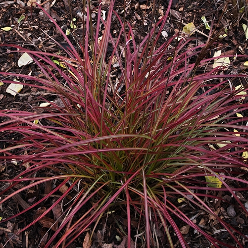 Miscanthus sinensis ‘Little Miss’ | Kiefer Nursery: Trees, Shrubs ...