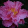 Camellia japonica 'Lady Laura'