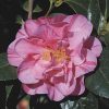 Camellia japonica 'Lady Laura' - Image 3