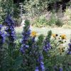 Lobelia siphilitica - Image 3
