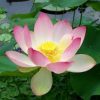 Nelumbo nucifera  hybrid - Image 2