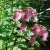 Dicentra formosa 'Luxuriant' - Image 2