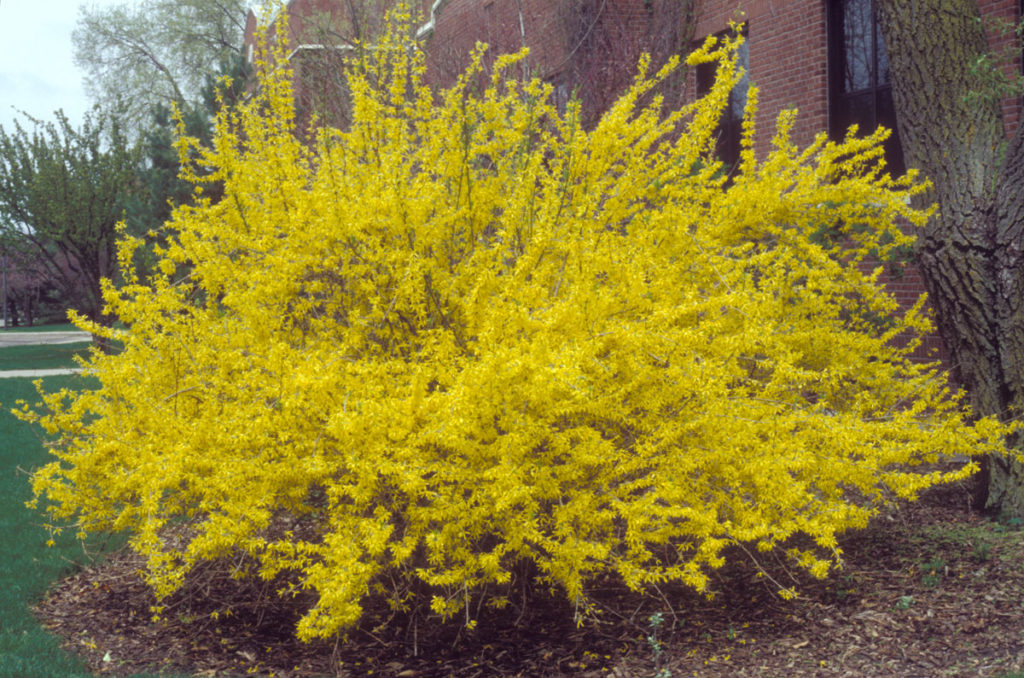 Forsythia x intermedia ‘Lynwood Gold’ Kiefer Nursery Trees, Shrubs