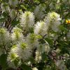 Fothergilla 'Mt. Airy' - Image 2