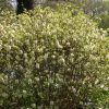 Fothergilla 'Mt. Airy'