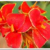 Canna Island Series 'Madeira' - Image 2