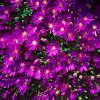 Delosperma cooperii 'Tiffindell Magenta'