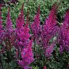 Astilbe chinensis 'Maggie Daley' - Image 2