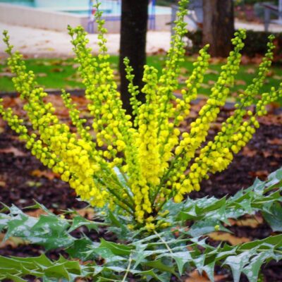 Mahonia x hortensis 'Winter Sun'