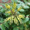 Mahonia bealei