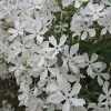 Phlox divaricata 'May Breeze' - Image 2