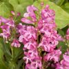 Penstemon schmidel' Marble Cream Riding Hood'