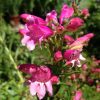 Penstemon schmidel' Marble Cream Riding Hood' - Image 2