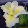 Iris louisiana 'Maria Delores'