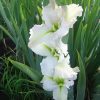 Iris louisiana 'Maria Delores' - Image 3