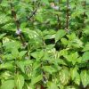 Mentha x gentilis