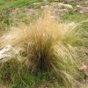 Nassella tenuissima - Image 3