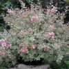 Abelia x grandiflora 'Mardi Gras'