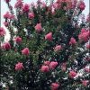 Lagerstroemia x  'Miami' - Image 2