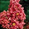 Lagerstroemia x  'Miami' - Image 3