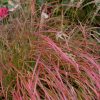 Miscanthus sinensis 'Little Miss' - Image 3