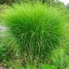 Miscanthus sinensis 'Gracillimus' - Image 3