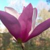 Magnolia 'Jane' - Image 3