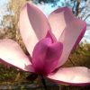 Magnolia 'Jane' - Image 2