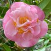 Camellia japonica 'Mrs. Lyman Clarke'